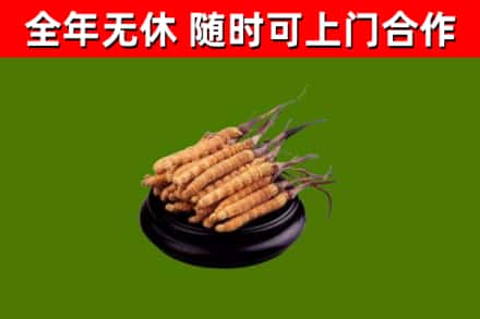 浦东烟酒回收冬虫夏草.jpg