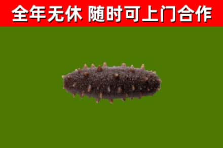 浦东烟酒回收干海参.jpg